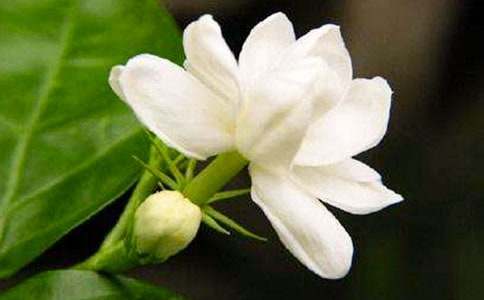 夜來(lái)香最新，文化現(xiàn)象的深度解讀