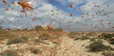 巴鐵蝗災(zāi)最新,巴鐵蝗災(zāi)最新，逆境中的希望與力量