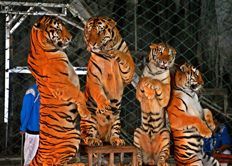 最新四虎首頁,最新四虎首頁，時代的印記與影響