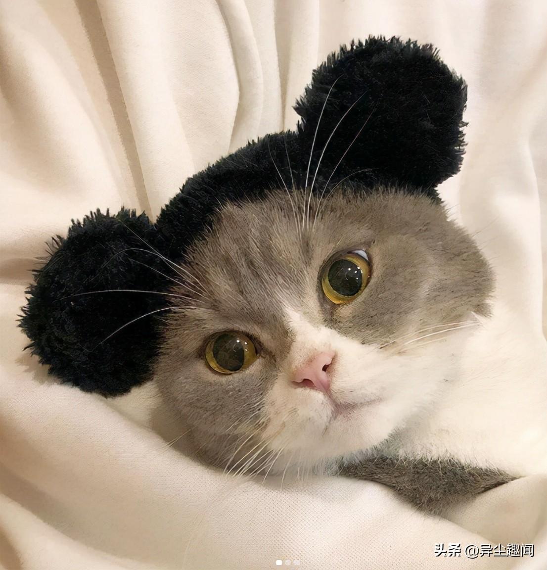 轉(zhuǎn)小喵下載最新觀點闡述