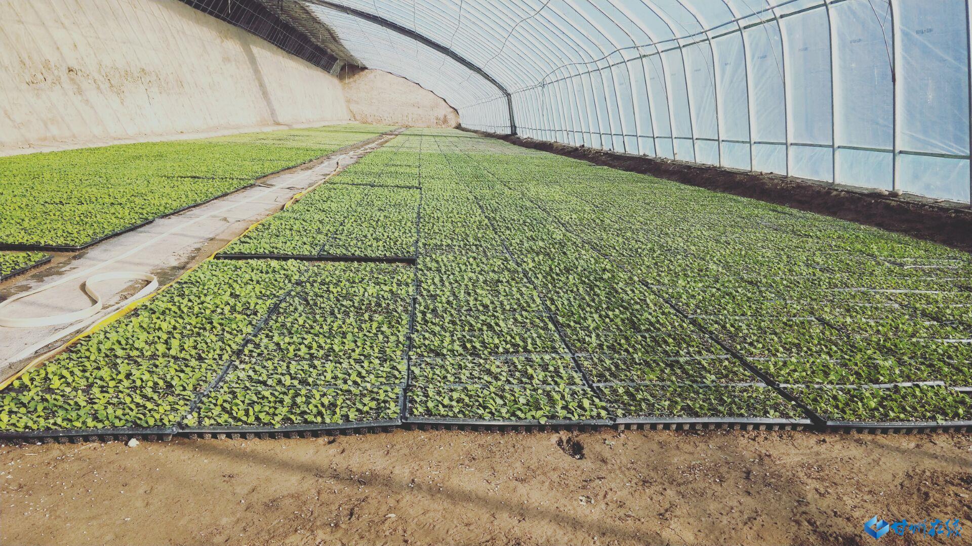 疫情期間最新證明，論述觀點(diǎn)與實(shí)際應(yīng)用