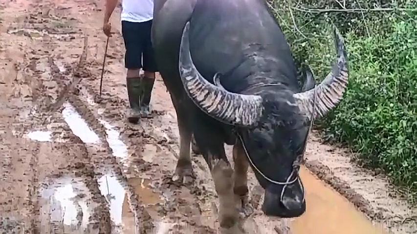 黑霸王牛王最新日常趣事與小伙伴們的歡樂時光