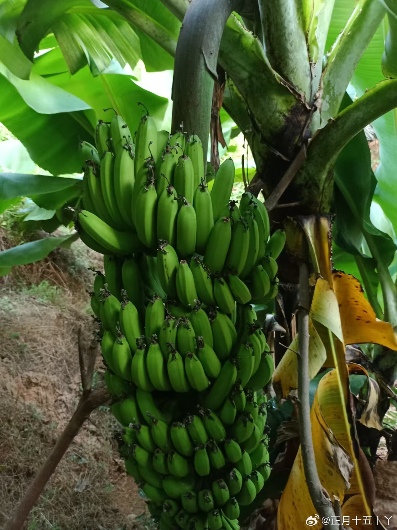 關(guān)于大香蕉的探討與觀點闡述，最新趨勢與預(yù)測（2024版）