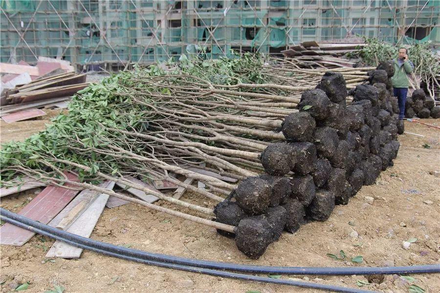 興仁市最新規(guī)劃藍(lán)圖揭曉，繪就未來新篇章