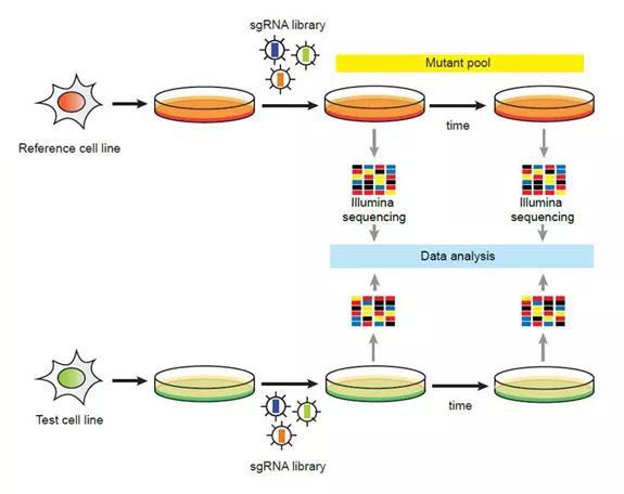 新澳門期期準(zhǔn)精準(zhǔn),實(shí)地驗(yàn)證研究方案_精選版66.306