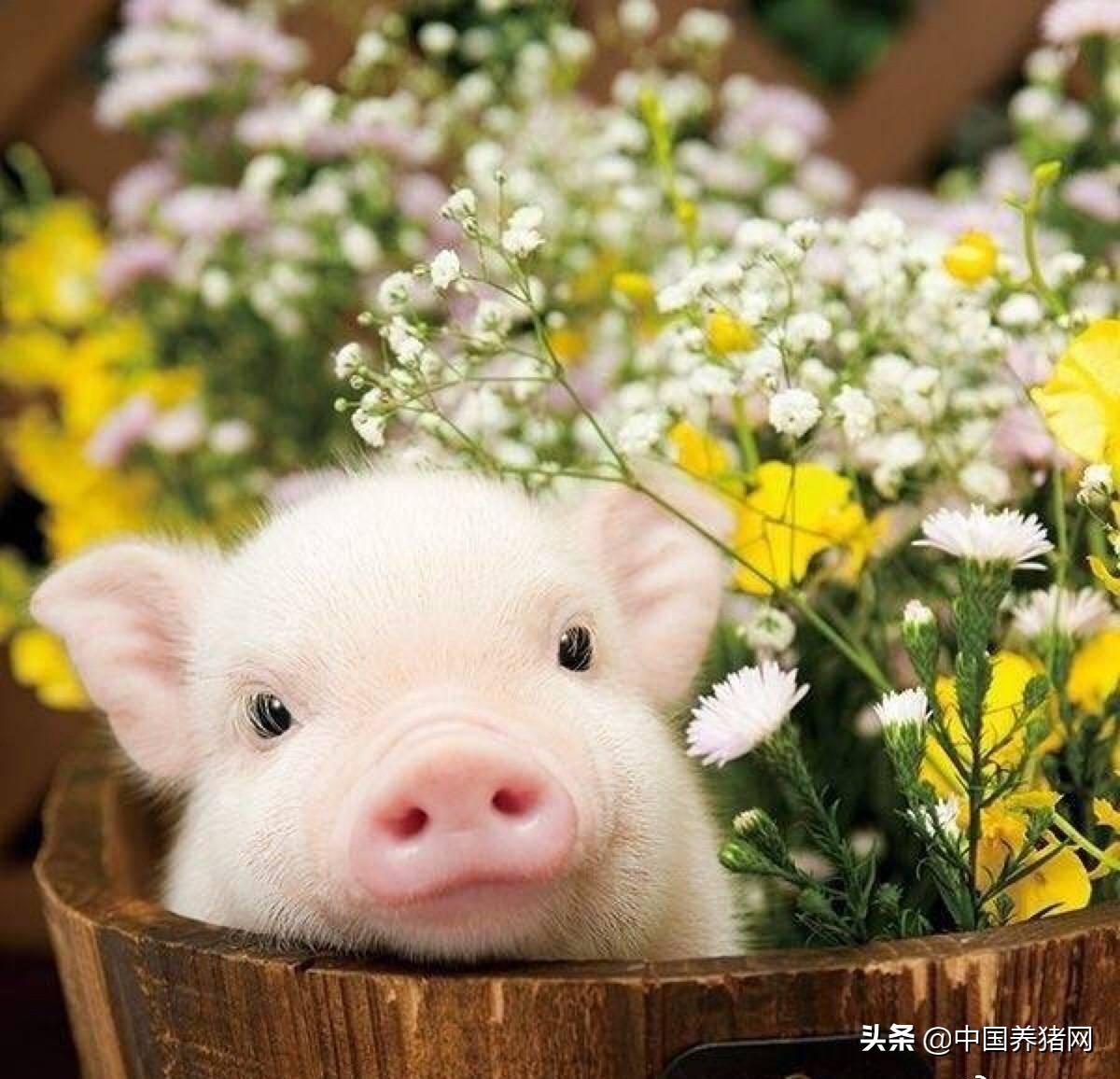 貴州最新生豬價(jià)格,貴州最新生豬價(jià)格大揭秘????