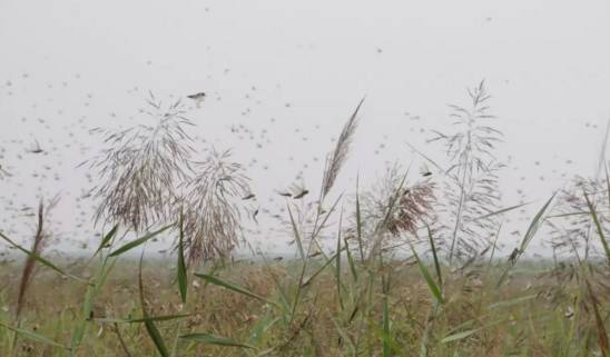 飛蝗最新動態(tài)，自然美景之旅，探尋內(nèi)心平和與喜悅的奧秘
