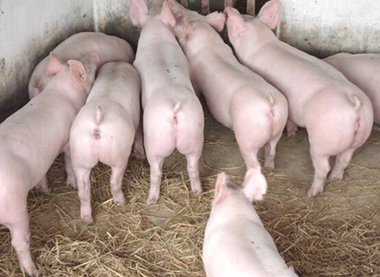 全國生豬最新豬價背后的溫馨友情故事