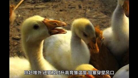 瘟雞最新消息,瘟雞最新消息