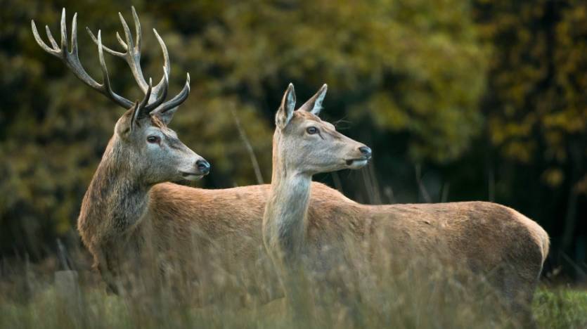 四不像正版+正版四不像,實(shí)地驗(yàn)證研究方案_投影版8.387