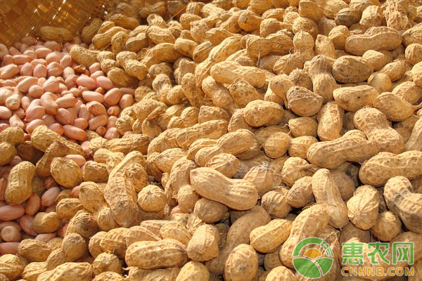 花生米最新價(jià)格行情概覽