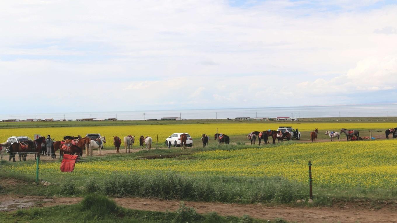 明星牛馬，娛樂圈的力量象征