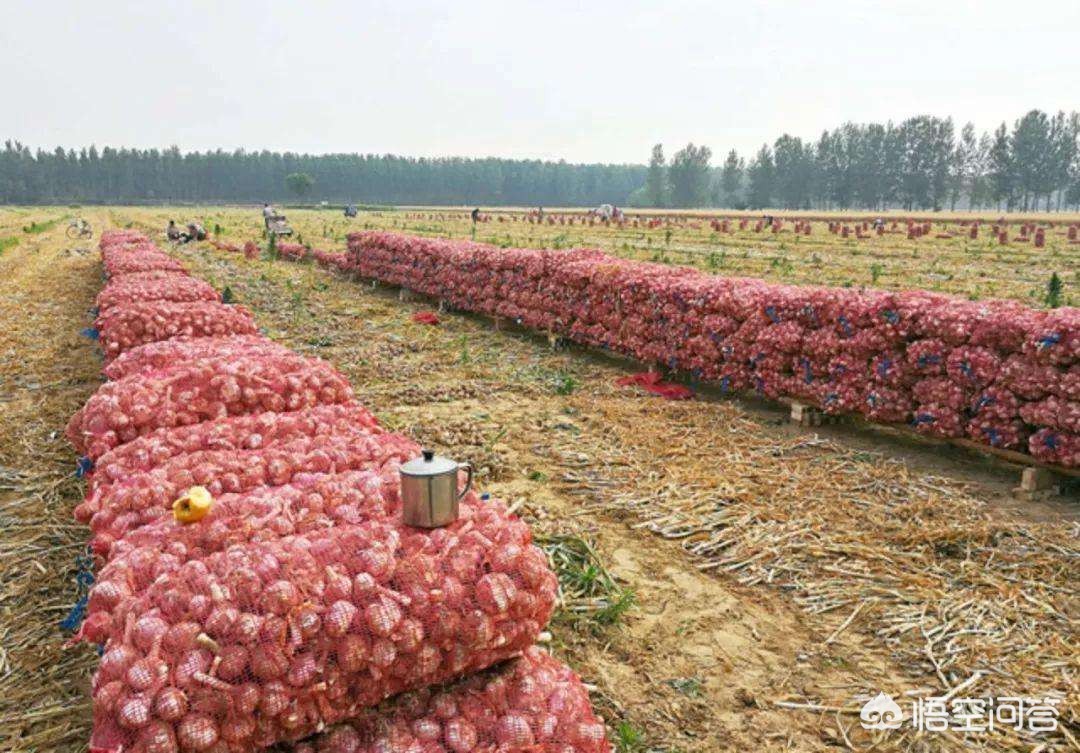 今日大蒜價格動態(tài)，小巷深處的蒜香寶藏更新播報