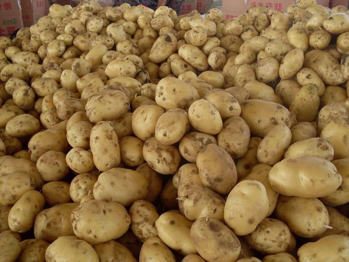 科技新品重塑未來(lái)，土豆行情價(jià)格引領(lǐng)智能生活新紀(jì)元