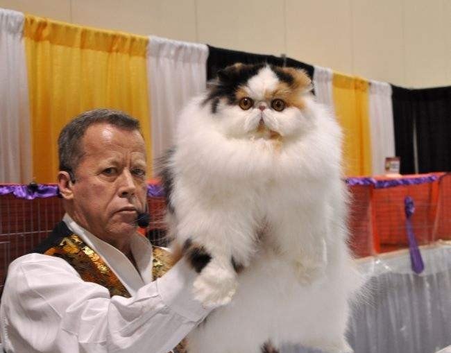 貓比賽勵志之旅，展現(xiàn)自信與成就的力量，探尋貓咪潛能的無限可能