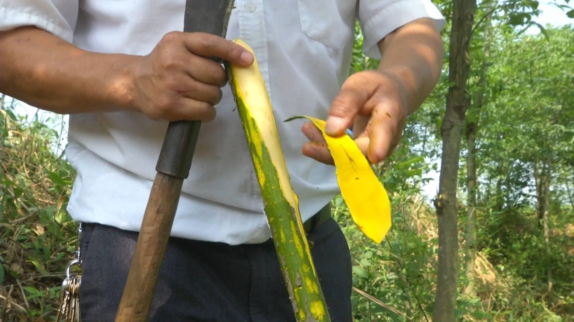 黃柏價(jià)格走勢(shì)揭秘，市場(chǎng)趨勢(shì)、影響因素與案例分析深度解讀