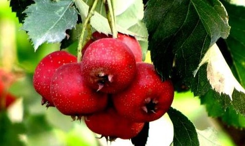 新鮮山楂的上市時間，一篇科普小文章帶你了解