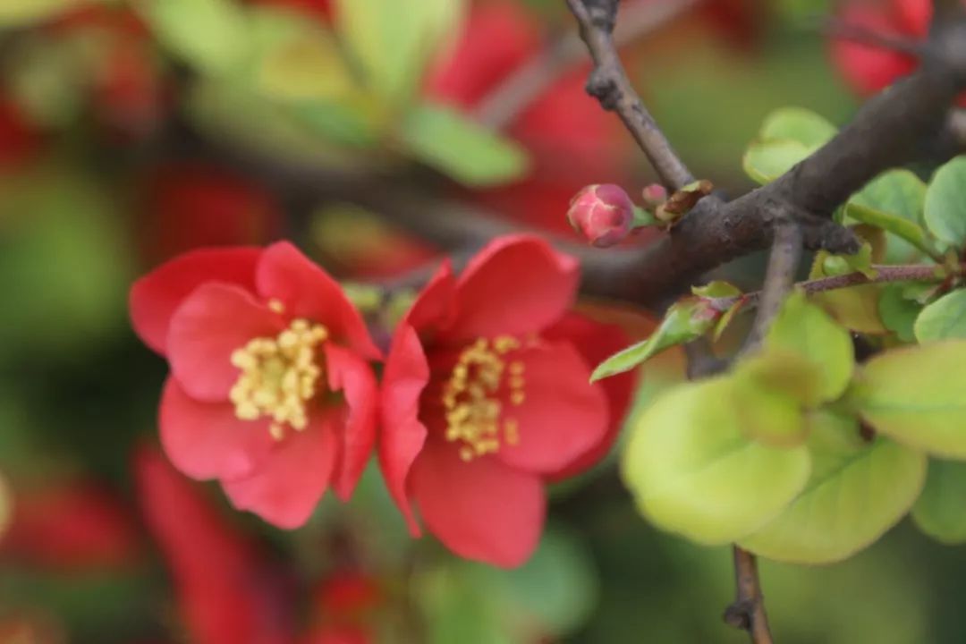 安平李民生最新動(dòng)態(tài)更新，李民生最新消息速遞