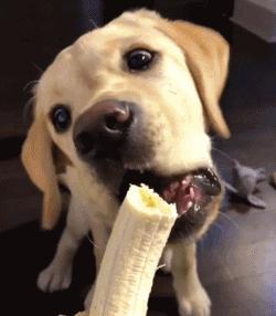 香蕉最新鏈接,香蕉最新鏈接，科技重塑生活，未來觸手可及