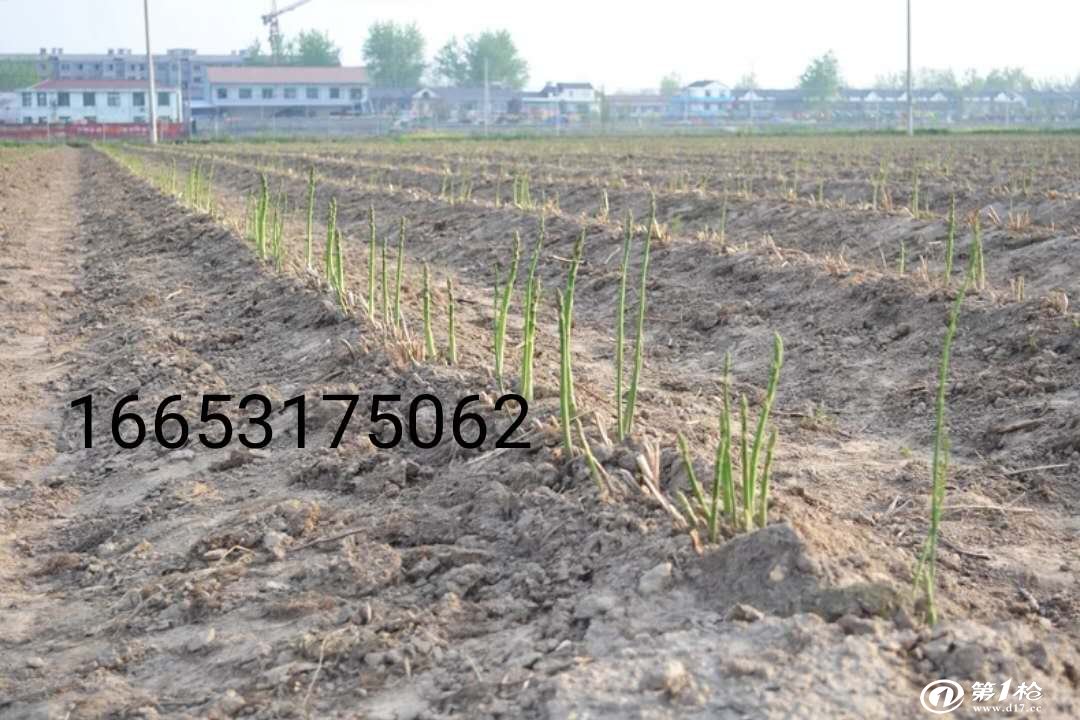 蘆筍種子價格揭秘，一場蘆筍種子的奇遇