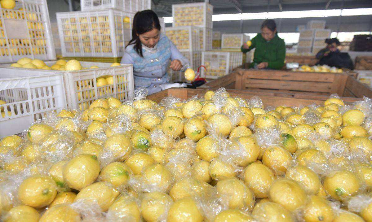 安岳檸檬全方位指南，種植、管理與營銷的最新動態(tài)全攻略