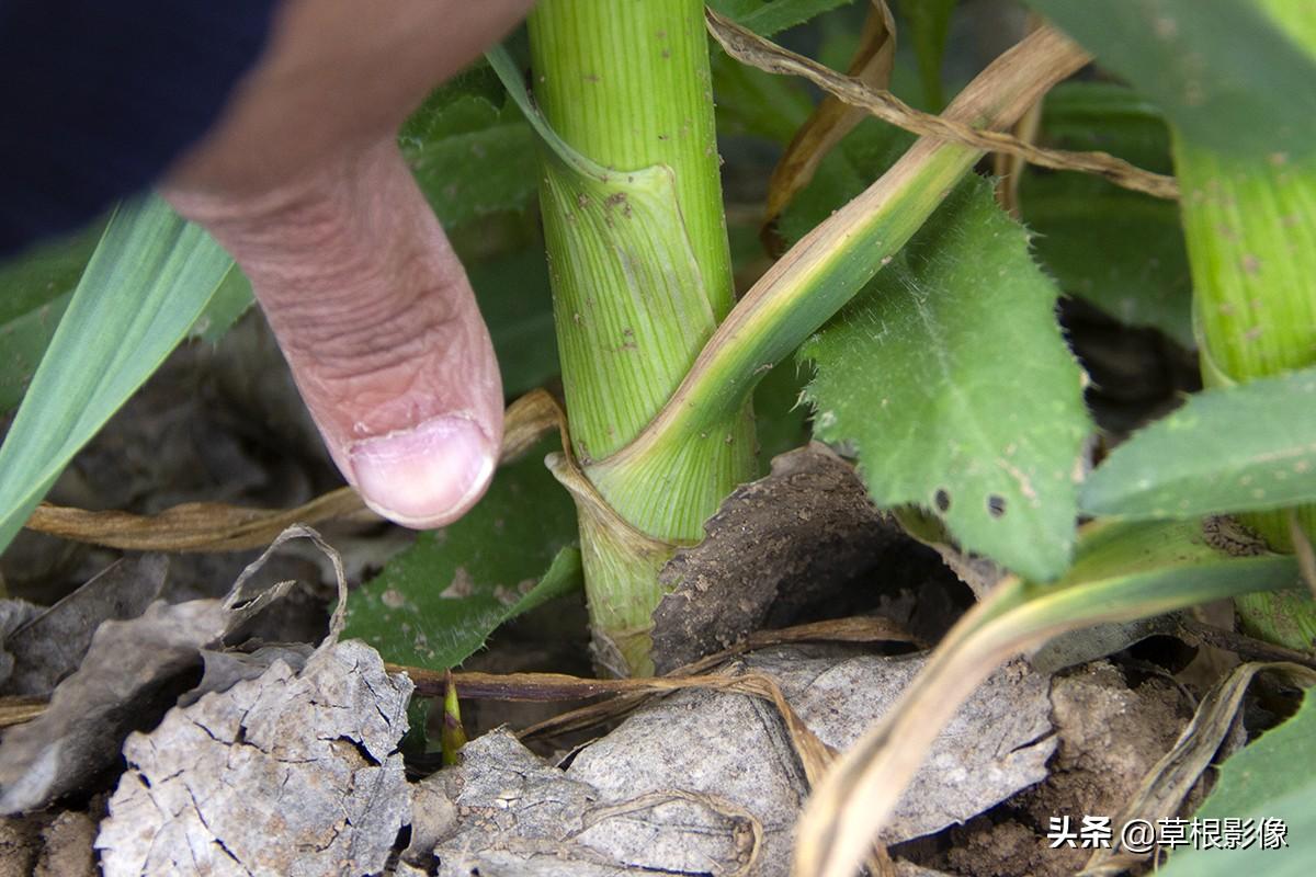 蒜薹最新價格動態(tài)，多元視角下的市場波動分析