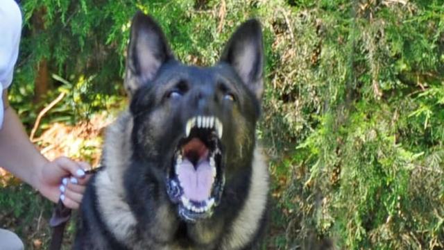 最新訓(xùn)練有素犬種出售信息