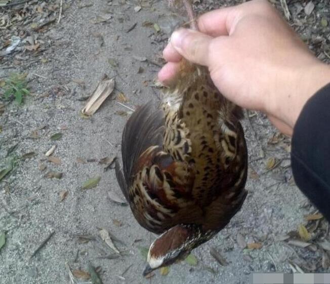 最新捕雞工具觀點(diǎn)論述與介紹