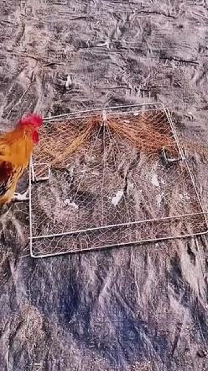 最新捕雞工具觀點(diǎn)論述與介紹