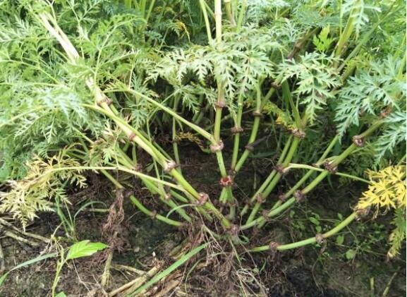 川芎最新行情詳解及市場動態(tài)獲取指南