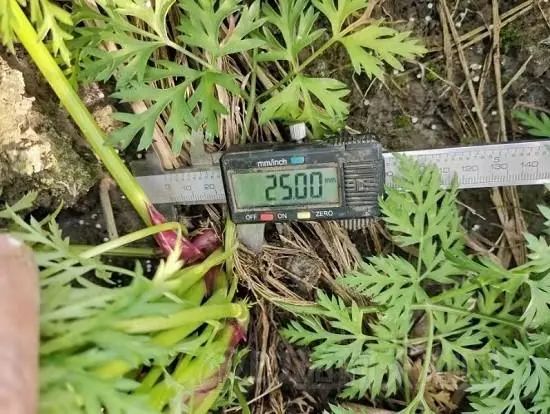 川芎最新行情詳解及市場動態(tài)獲取指南