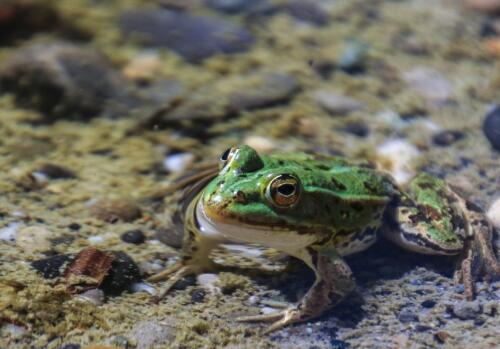 青蛙行情，從新手到專(zhuān)家的詳細(xì)指南