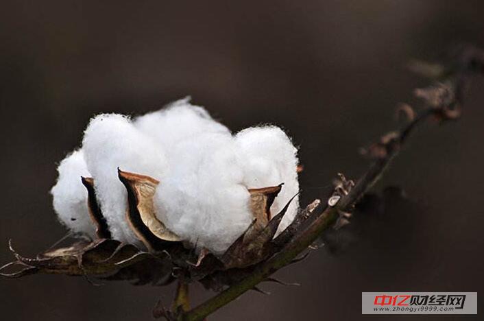 棉花最新行情與溫馨日常故事交織