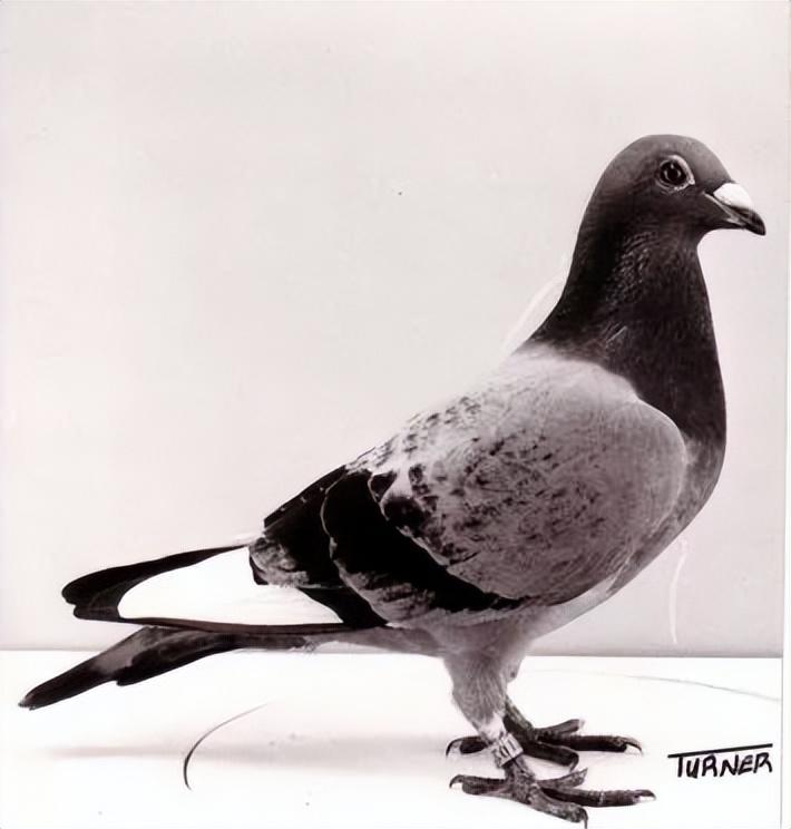 北京鴿子比賽，歷史、發(fā)展與競技魅力的探秘