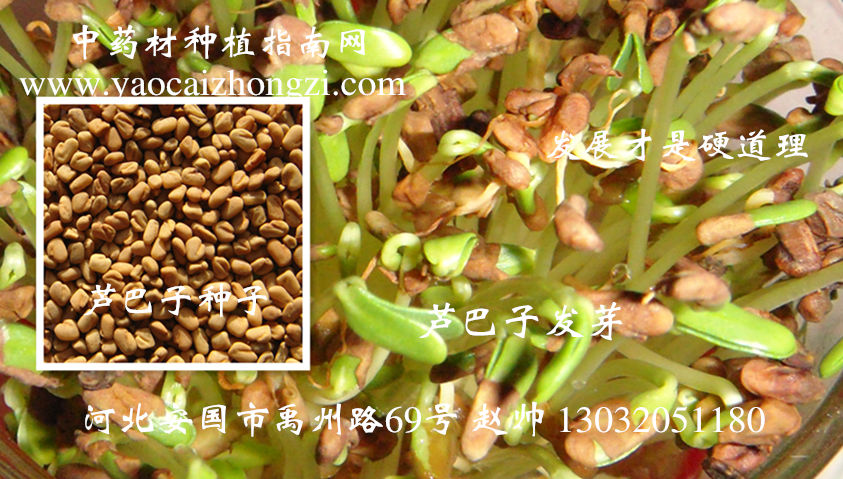 蘆巴子行情深度解析，背景、事件與地位探究