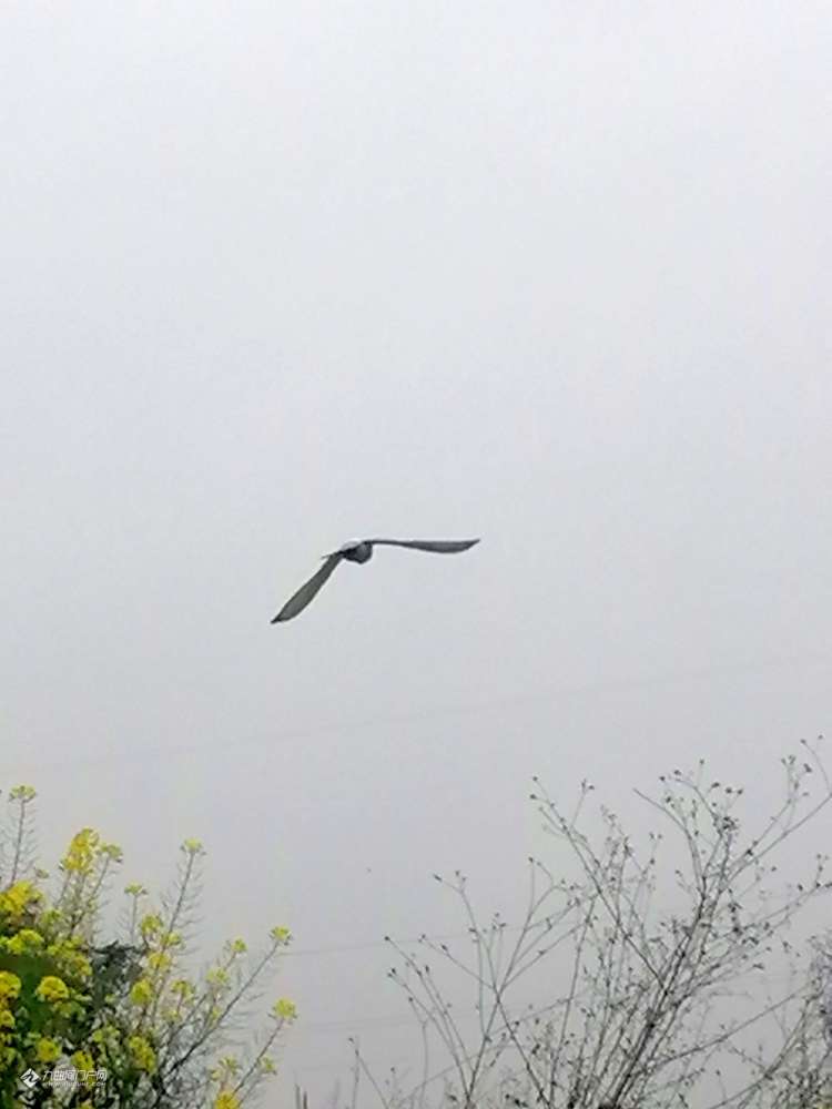 資陽董家壩的最新動態(tài)與溫馨日常資訊