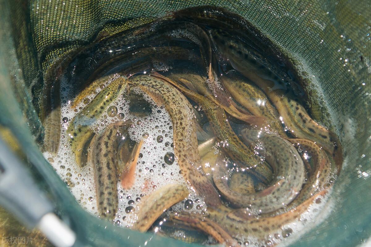 泥鰍市場價(jià)格的動(dòng)態(tài)觀察與解析