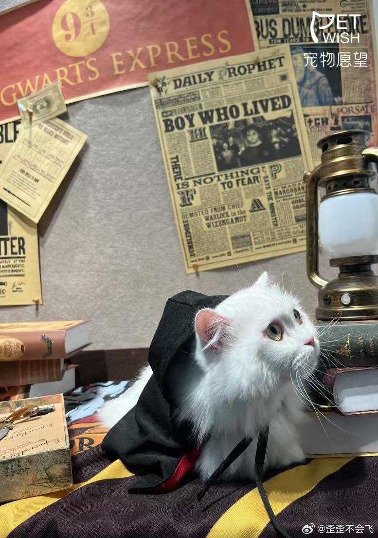 燙貓事件最新進展揭秘