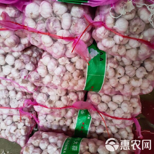 科技助力杞縣蘇木大蒜產(chǎn)業(yè)，蒜香四溢的未來(lái)展望