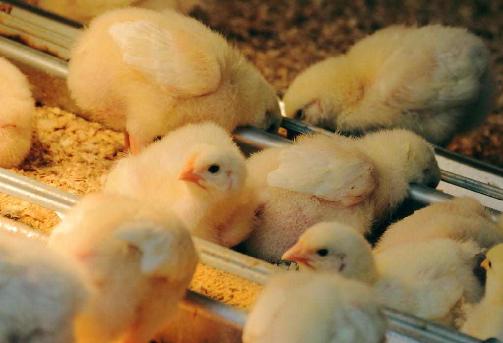 ??肉雞價(jià)格行情今日最新報(bào)價(jià)??