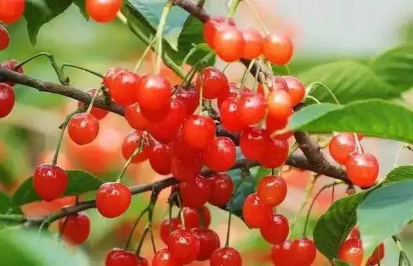 櫻桃BT最新科技，重塑生活，感受未來魅力體驗