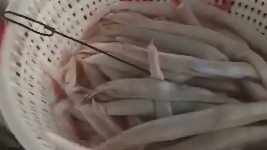 小巷深處的魚鮮秘境，探尋魚肉行情的秘密