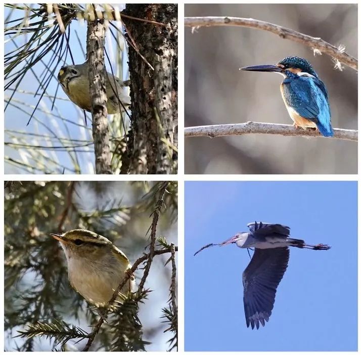 最新鳥類養(yǎng)護(hù)規(guī)范與小巷特色小店探秘揭秘