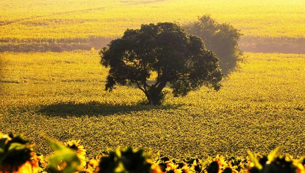 大同文苑華庭最新動(dòng)態(tài)更新