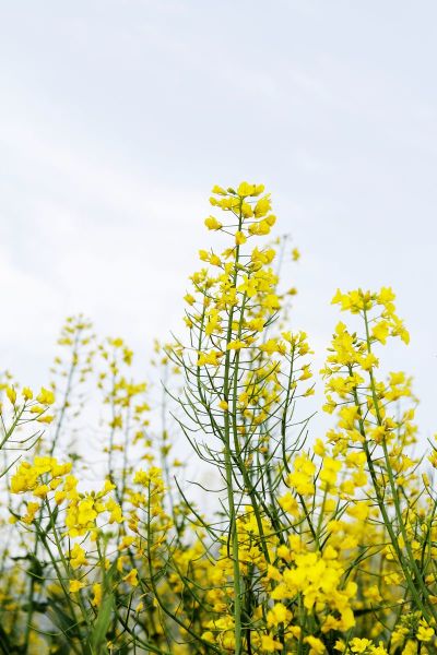 小雨清晨最新詳細(xì)步驟指南，如何完成一項(xiàng)任務(wù)或?qū)W習(xí)一種技能？