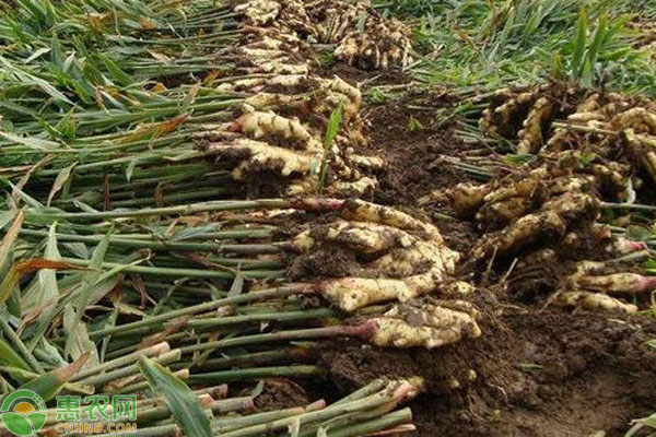 安丘黑埠大姜最新行情,安丘黑埠大姜最新行情指南