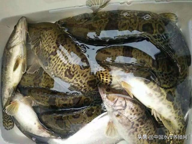 廣東省鱖魚今日行情深度解析