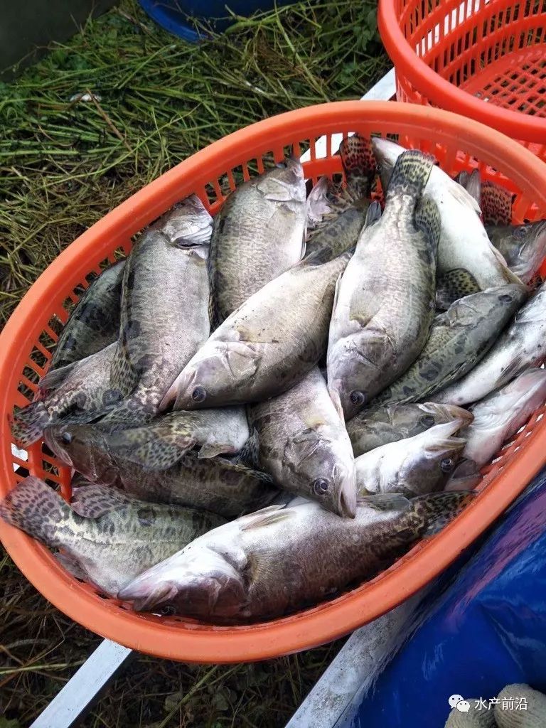 廣東省鱖魚今日行情深度解析