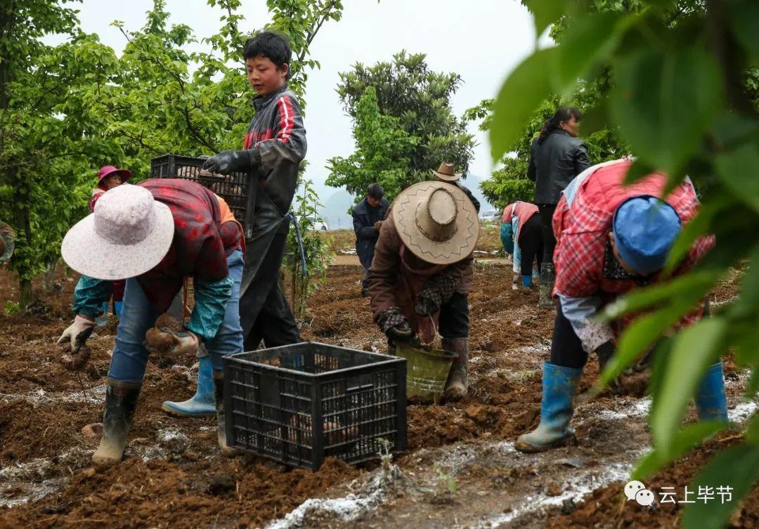 貴州畢節(jié)河怪最新動態(tài)揭秘，神秘現(xiàn)象浮出水面????