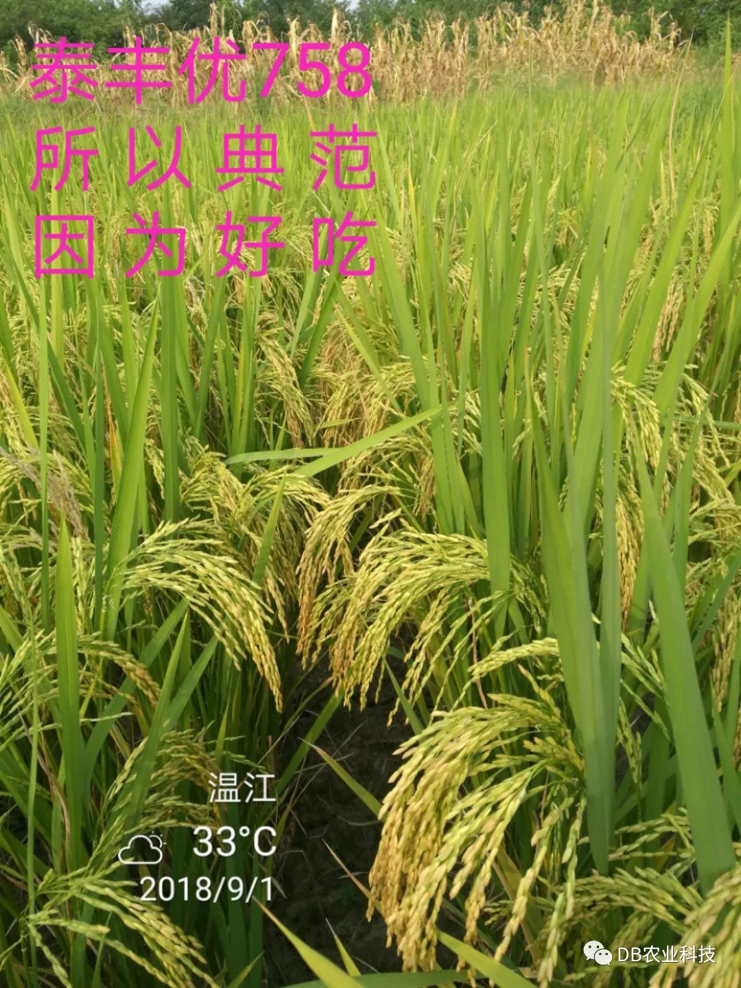 水稻最新價格行情分析與預測